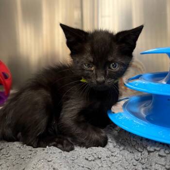Domestic Short Hair Cats Available for Adoption in Milton, Florida - Harry | PetCurious