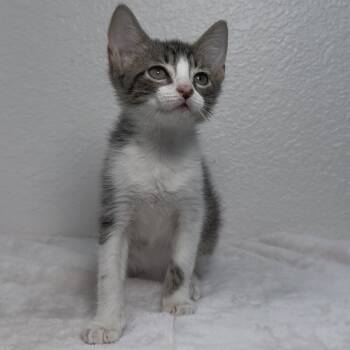 Rescue Domestic Short Hair Cats for Adoption in Aledo, Texas - Macchiato | PetCurious