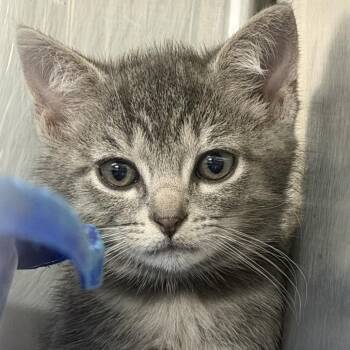 Daikon -  Domestic Short Hair Cat for Adoption in Marion, Virginia - Daikon | PetCurious