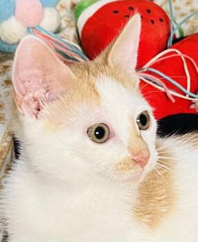 Palomino -  Domestic Short Hair Cat for Adoption in New York, New York - Palomino | PetCurious