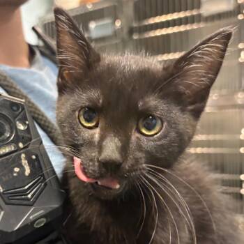 Obsidian -  Domestic Short Hair Cat for Adoption in Chattanooga, Tennessee - Obsidian | PetCurious