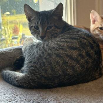 Rescue Domestic Short Hair Cats for Adoption in Delaware, Ohio - Mr. Potato Head | PetCurious