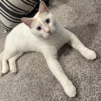 Domestic Short Hair and Siamese Cats Available for Adoption in Omaha, Nebraska - Toto | PetCurious