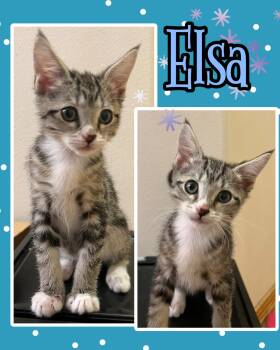 Elsa -  Tabby Cat for Adoption in Pasco, Washington - Elsa | PetCurious