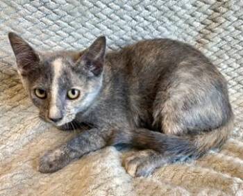 Maxie -  Domestic Short Hair Cat for Adoption in Morristown, New Jersey - Maxie | PetCurious
