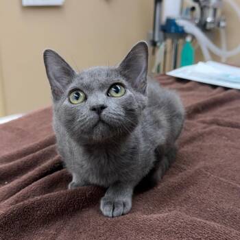 Quesadilla -  Domestic Short Hair Cat for Adoption in Naperville, Illinois - Quesadilla | PetCurious
