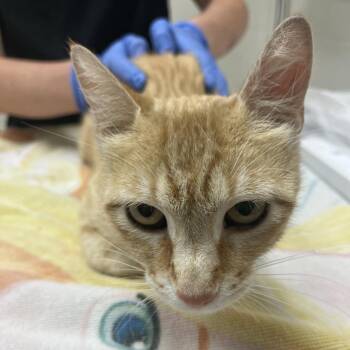 Joyce Byers -  Domestic Short Hair Cat for Adoption in Murray, Utah - Joyce Byers | PetCurious