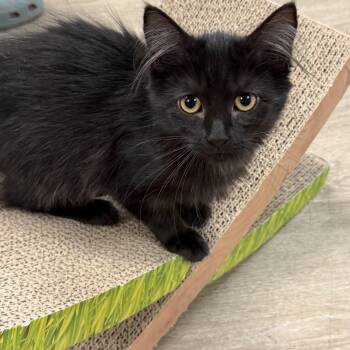 Cha cha Sue -  Domestic Medium Hair Cat for Adoption in Hamburg, New York - Cha Cha Sue | PetCurious