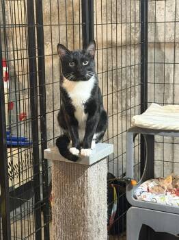 Domestic Short Hair Cats Available for Adoption in Bolton, Connecticut - Topher | PetCurious