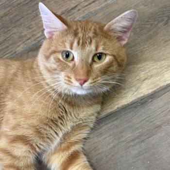 Fiorino -  Domestic Short Hair Cat for Adoption in Bloomington, Illinois - Fiorino | PetCurious