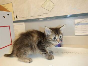 A1406909 -  Domestic Medium Hair Cat for Adoption in San Jose, California - A1406909 | PetCurious