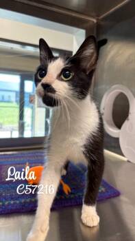 Laila -  Domestic Short Hair Cat for Adoption in Clarksville, Tennessee - Laila | PetCurious