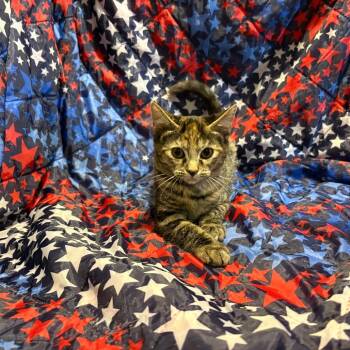 Galaxy -  Domestic Short Hair Cat for Adoption in Fredericksburg, Virginia - Galaxy | PetCurious