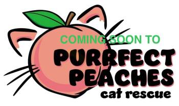 Rescue Domestic Short Hair Cats for Adoption in Douglasville, Georgia - Bobbie Morales | PetCurious