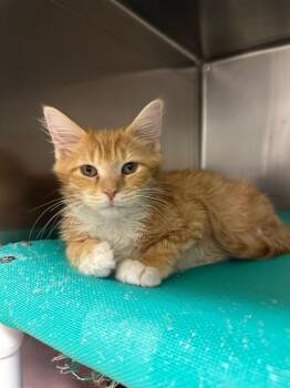 Domestic Short Hair Cats Available for Adoption - Mischief (New Salem) | PetCurious