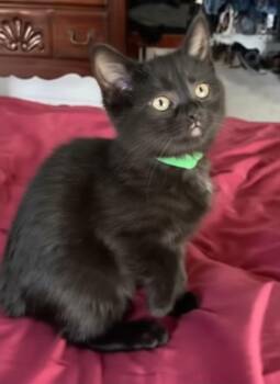 Domestic Short Hair Cats Available for Adoption in Chesapeake Beach, Maryland - Clover | PetCurious