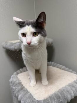 Domestic Medium Hair Cats Available for Adoption - Mr. Spots | PetCurious