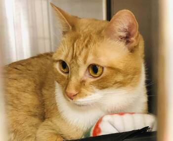 Rescue Domestic Short Hair Cats for Adoption in Greenville, South Carolina - Mango ET | PetCurious