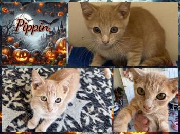 Rescue Domestic Short Hair Cats for Adoption in Corinth, New York - Pippin | PetCurious