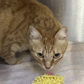 Domestic Short Hair Cats Available for Adoption - Banana Man | PetCurious