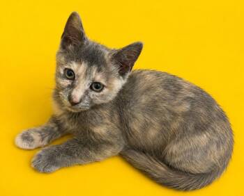 Sage -  Domestic Short Hair Cat for Adoption in Columbia, Tennessee - Sage | PetCurious