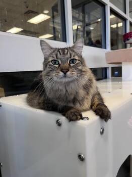 Maine Coon Cats Available for Adoption - Cheshire A214123 | PetCurious