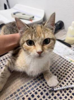 Domestic Short Hair Cats Available for Adoption in West Chester, Pennsylvania - Tutu | PetCurious