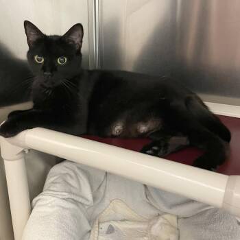 Cicada -  Domestic Short Hair Cat for Adoption in South Burlington, Vermont - Cicada | PetCurious