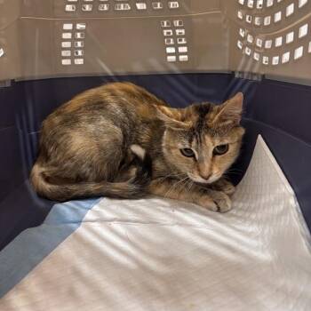 Rotini -  Domestic Short Hair Cat for Adoption in Salt Lake City, Utah - Rotini | PetCurious