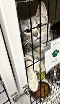 McFluffy -  Domestic Short Hair Cat for Adoption in White Cloud, Michigan - McFluffy | PetCurious