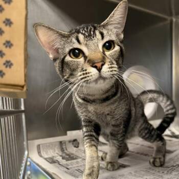 TREX -  Domestic Short Hair Cat for Adoption in Las Vegas, Nevada - TREX | PetCurious