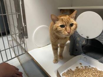 Domestic Short Hair Cats Available for Adoption in Tulsa, Oklahoma - KEVIN | PetCurious