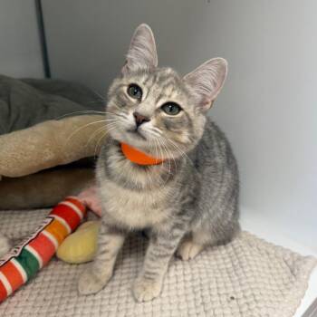 Tessi -  Tabby Cat for Adoption in Newberg, Oregon - Tessi | PetCurious