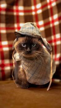 Rescue Himalayan and Siamese Cats for Adoption in Alexandria, Indiana - Mr.Monocle | PetCurious