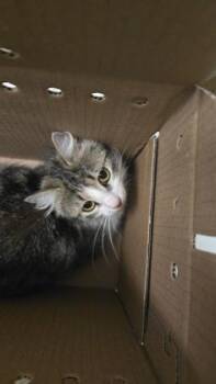 Domestic Medium Hair Cats Available for Adoption in Wichita, Kansas - Pretty Kitty | PetCurious