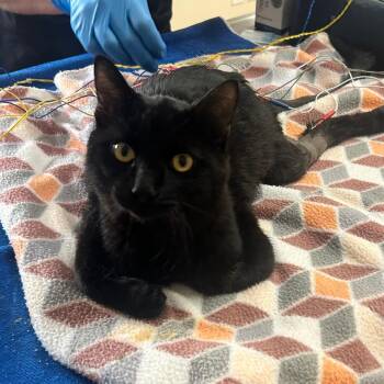 Licorice -  Domestic Short Hair Cat for Adoption in Kanab, Utah - Licorice | PetCurious