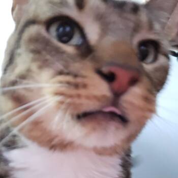 Rescue Domestic Short Hair Cats for Adoption in Winchester, Virginia - Tiger | PetCurious