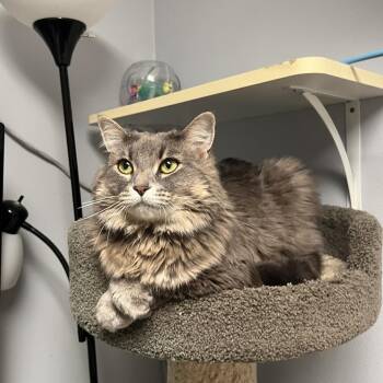 Lagrena--In Foster -  Domestic Long Hair Cat for Adoption in Fargo, North Dakota - Lagrena--In Foster | PetCurious