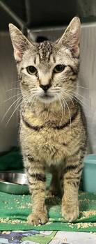 Shirley -  Domestic Short Hair Cat for Adoption in Fort Worth, Texas - Shirley | PetCurious
