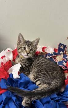 Webster -  Domestic Short Hair Cat for Adoption in Picayune, Mississippi - Webster | PetCurious