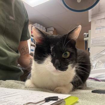 Daisy -  Domestic Short Hair Cat for Adoption in Flagstaff, Arizona - Daisy | PetCurious