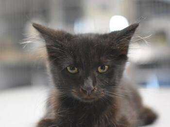 Queenie -  Domestic Short Hair Cat for Adoption in Portland, Oregon - Queenie | PetCurious