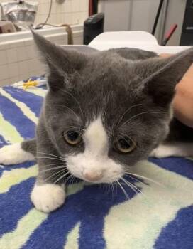 Toffee -  Domestic Short Hair Cat for Adoption in Palm Coast, Florida - Toffee | PetCurious