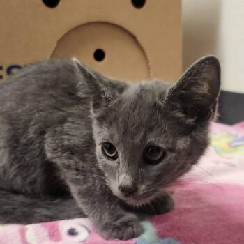 Rajah -  Domestic Short Hair Cat for Adoption - Rajah | PetCurious