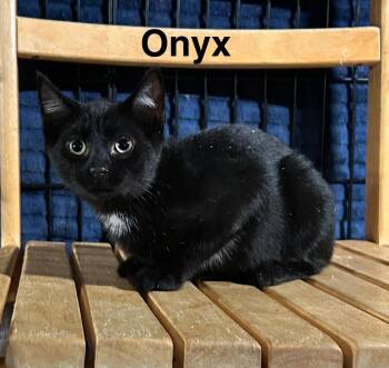 Rescue Domestic Short Hair Cats for Adoption in Rochester, Washington - Onyx | PetCurious