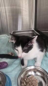 Lamb Chops -  Domestic Short Hair Cat for Adoption in Schenectady, New York - Lamb Chops | PetCurious