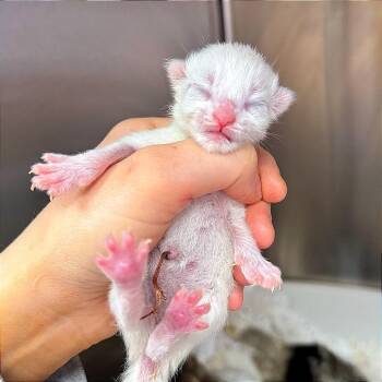 Domestic Long Hair Cats Available for Adoption in Hannibal, Missouri - Cheese Cake | PetCurious