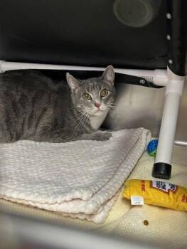 Domestic Short Hair Cats Available for Adoption - Bowser | PetCurious