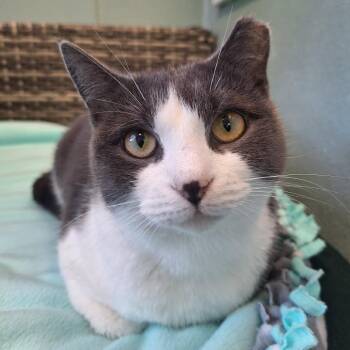 Cheesecake -  Domestic Short Hair Cat for Adoption in Attica, New York - Cheesecake | PetCurious