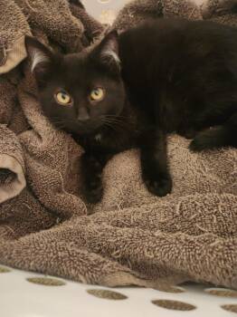 Domestic Short Hair Cats Available for Adoption - Olive | PetCurious